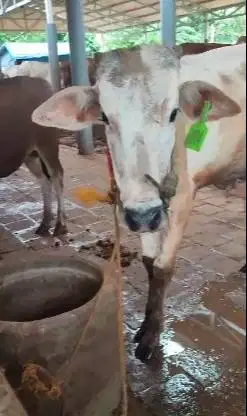 sapi jantan 200kiloan PO ongole layak potong nazar sedekahan syukuran