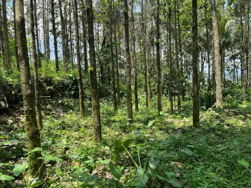 Kayu pohon jati