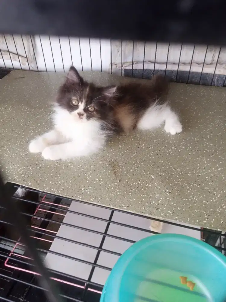Kitten persimed betina