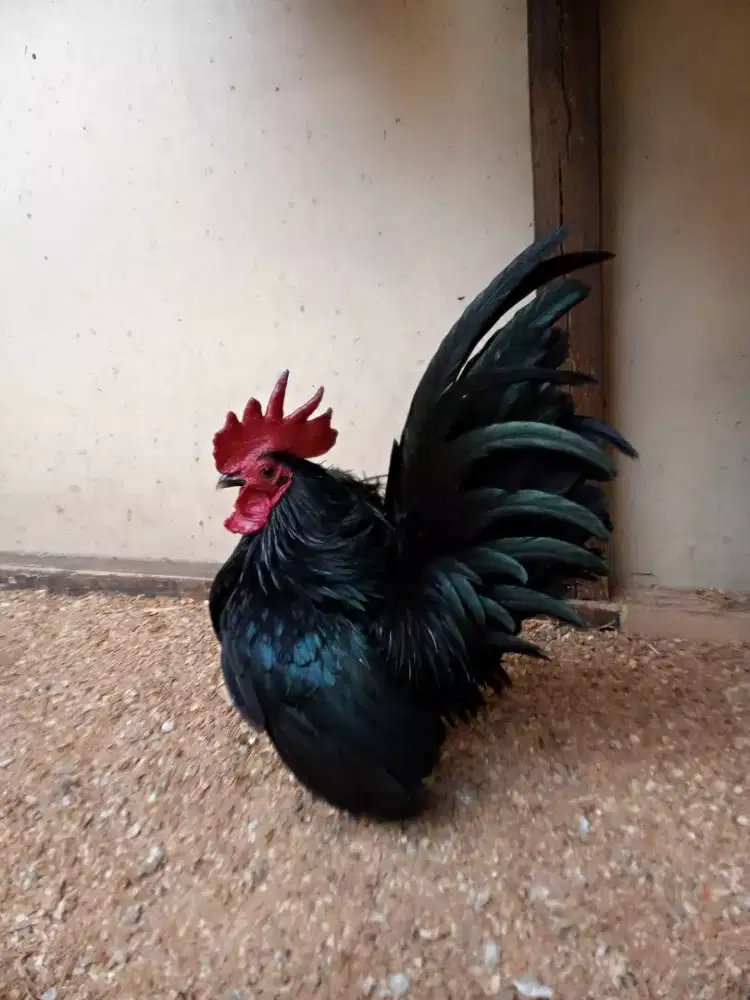 Ayam hias kate  sepasang
