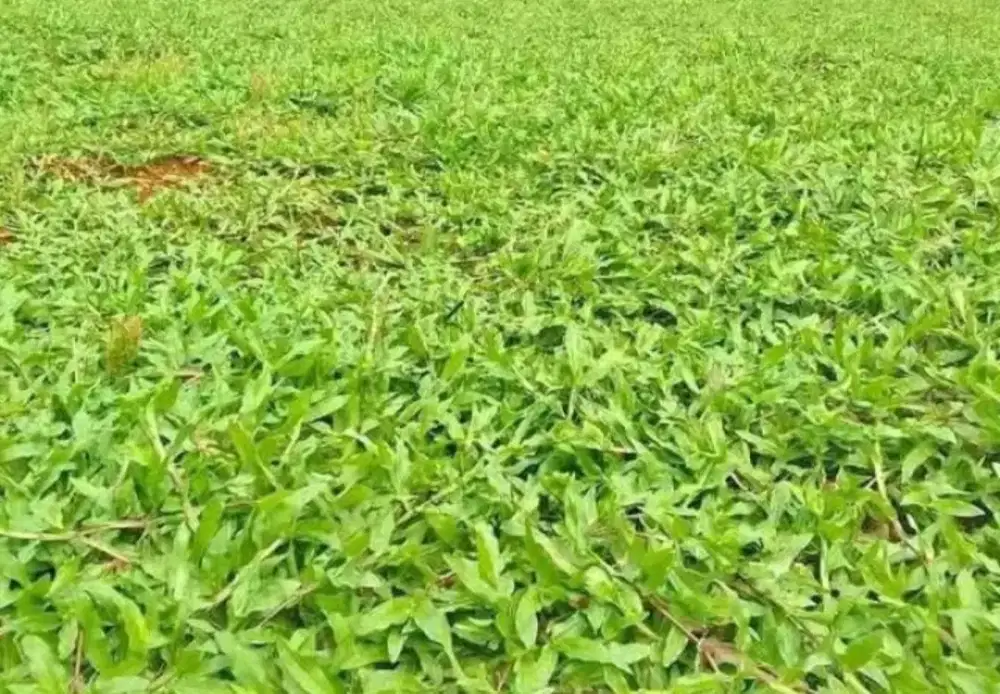 Jual rumput gajah bisa/paitan dll