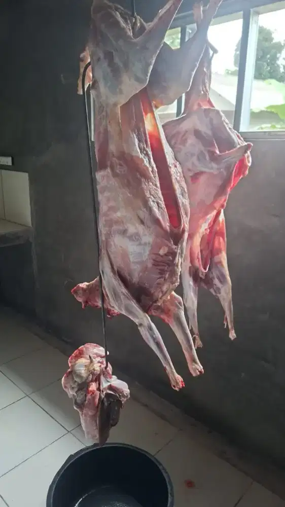 Daging karkas kambing fresh