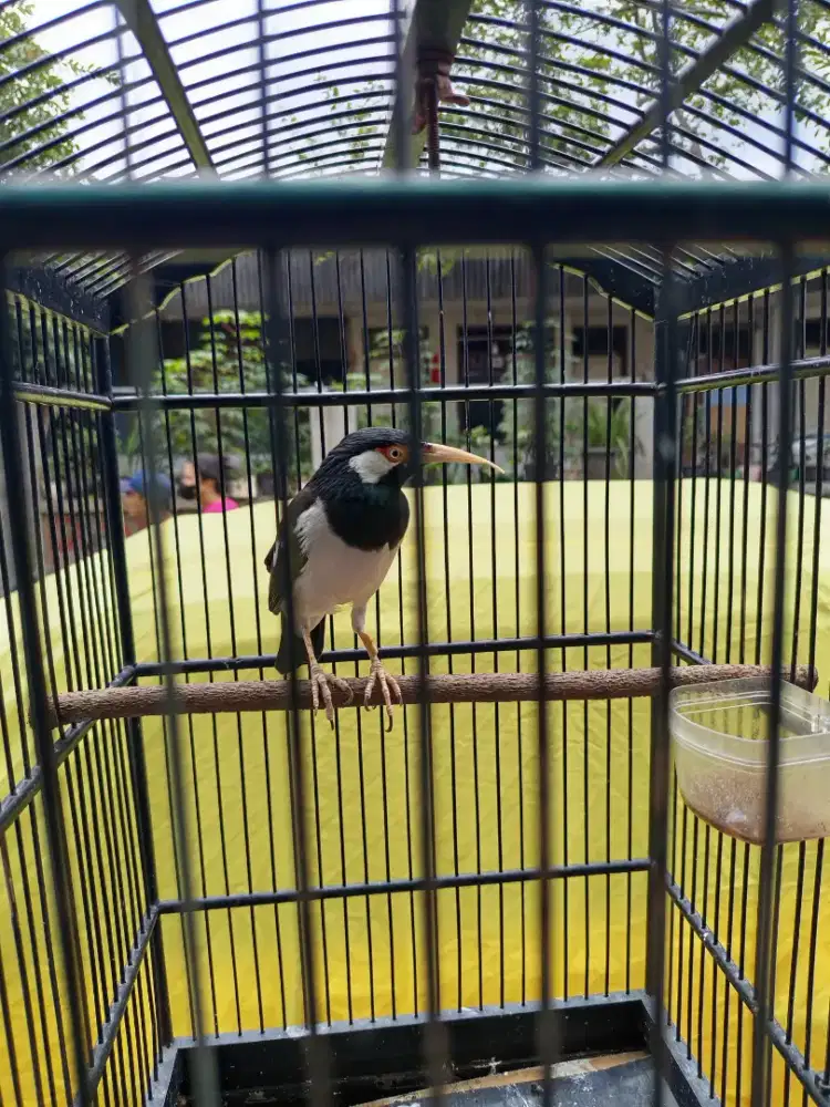 Jalak Suren habis mabung mau bulu baru burja