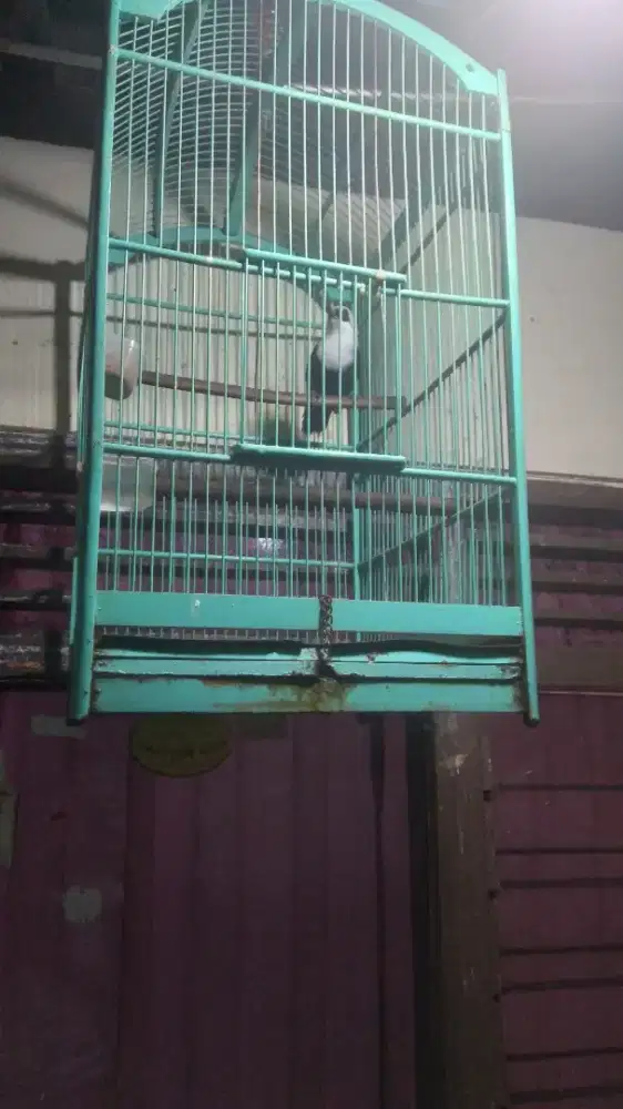 Burung poksai full set kandang no 1