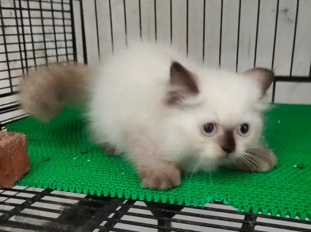 Anak Kucing Himalaya Mata Biru