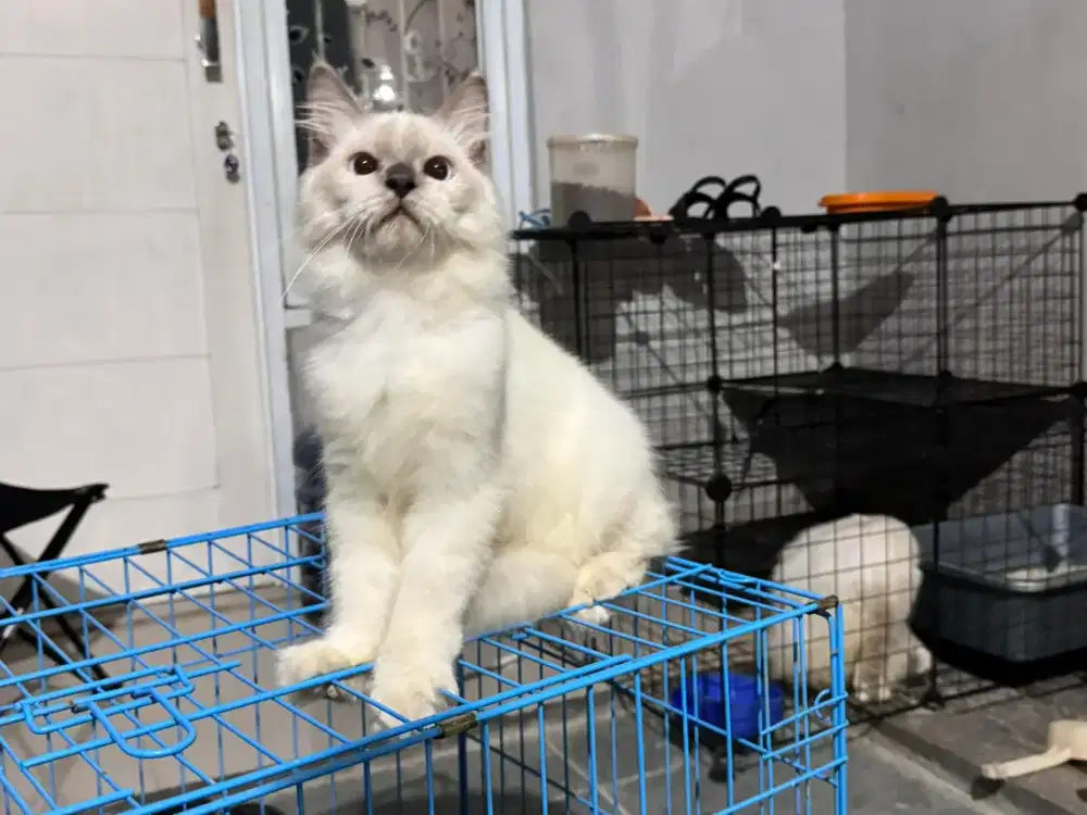 Kucing Himalaya