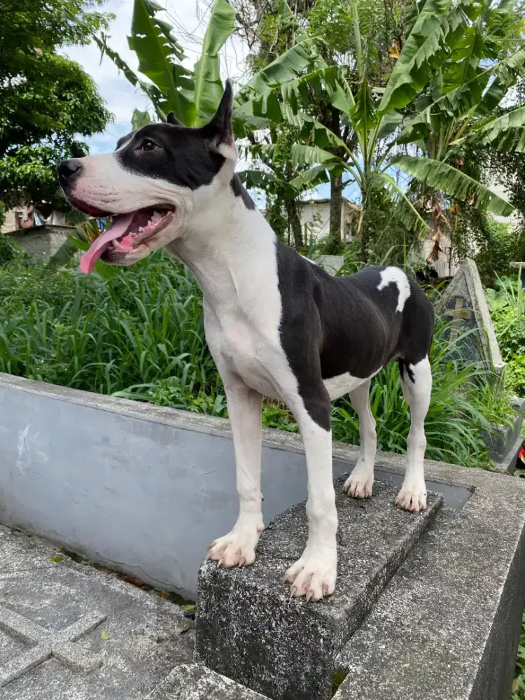 ANJING PITBUL BETINA