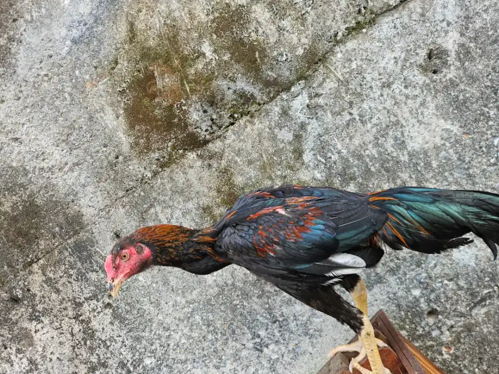 Jual ayam bangkok