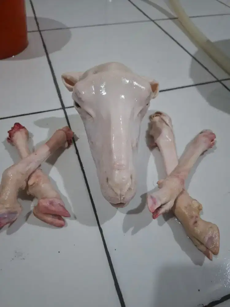 Kaki + kepala kambing full