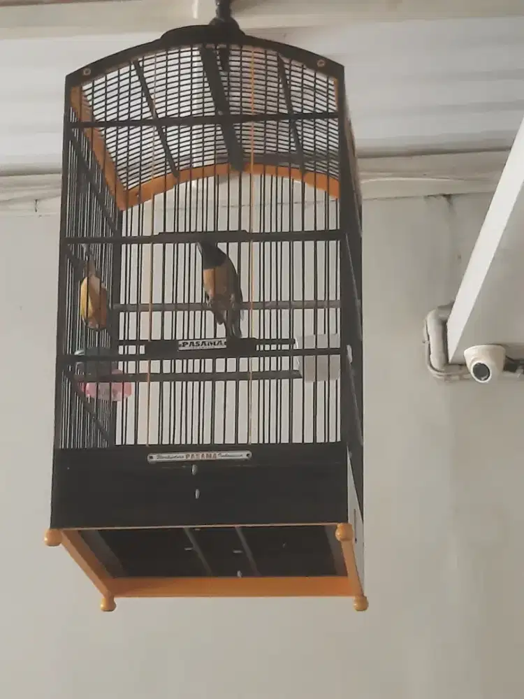 Burung masteran handal gacor dorr
