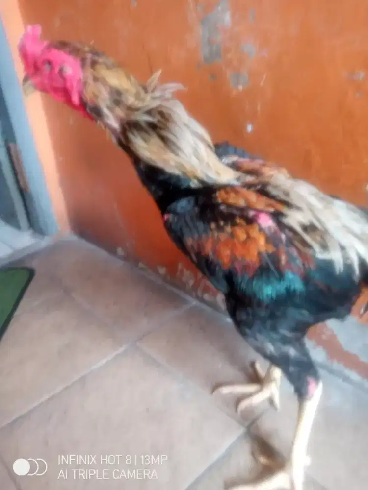 Ayam shamo japan