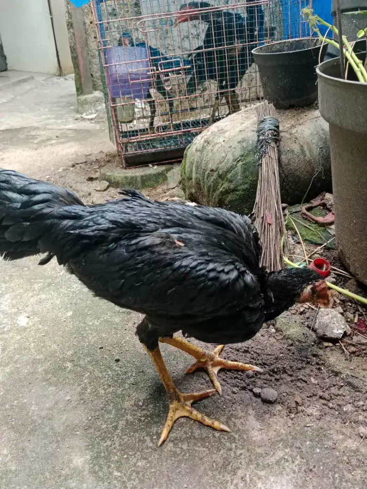 Ayam Bangkok Dedara Betina