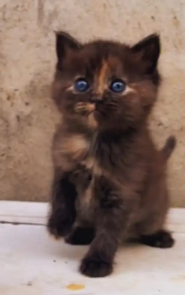 Persia Shorthair