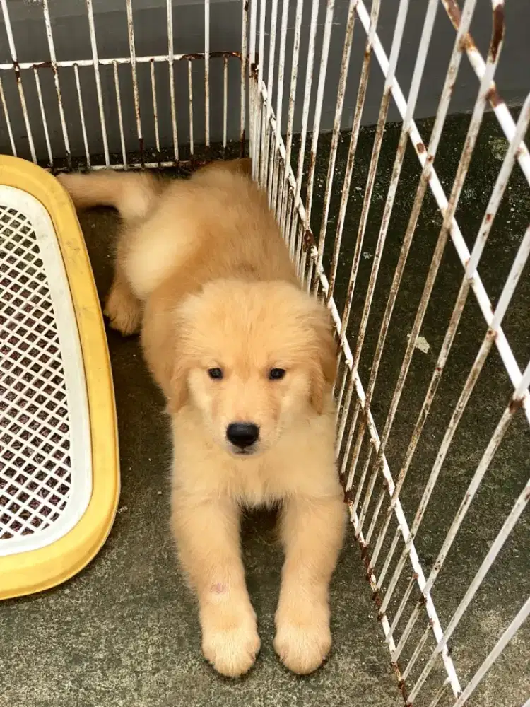 Golden tevtiper