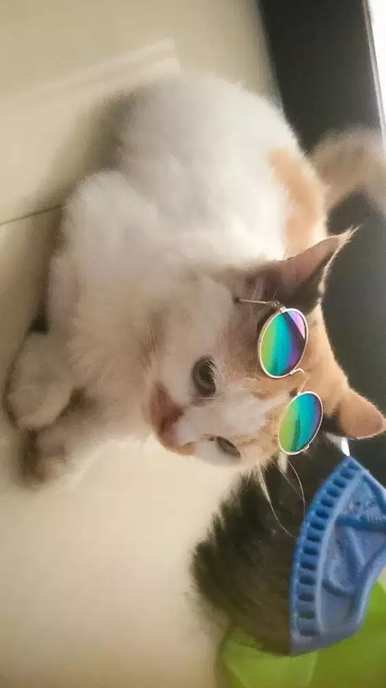 Lepas adopsi Calico