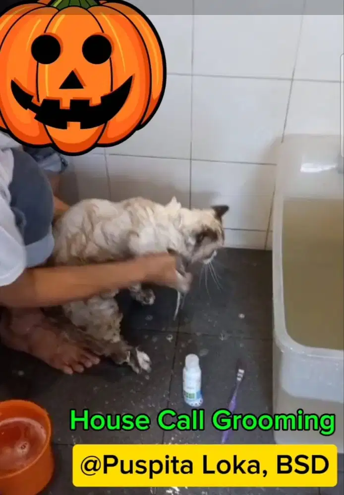 House Call Grooming Kucing Tangsel