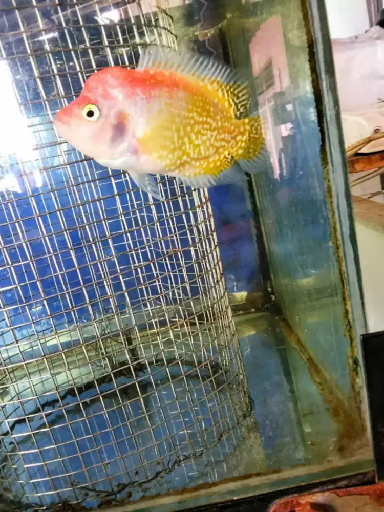 Louhan golden base kamfa