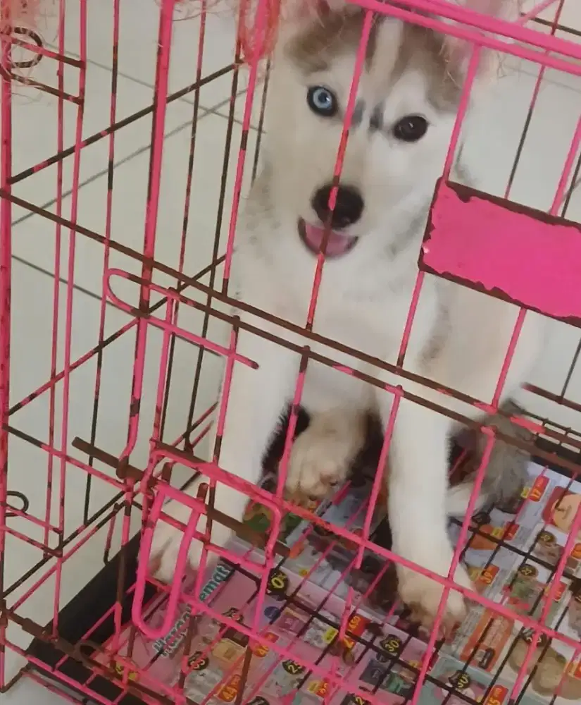 Anak Anjing Betina Husky