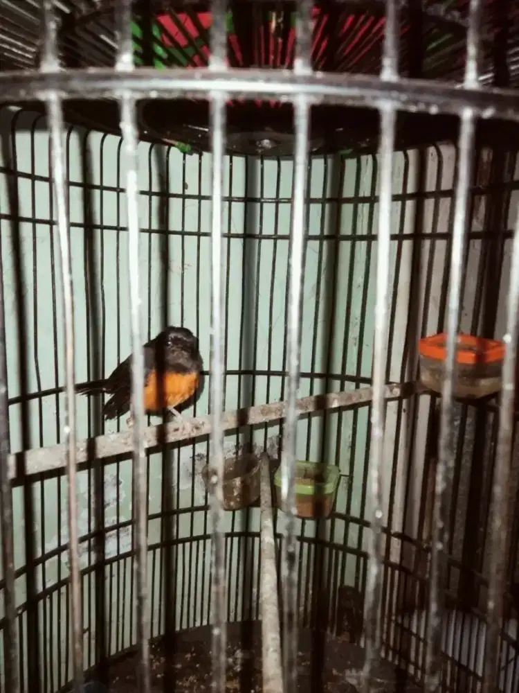 Burung murai Batu Medan Betina