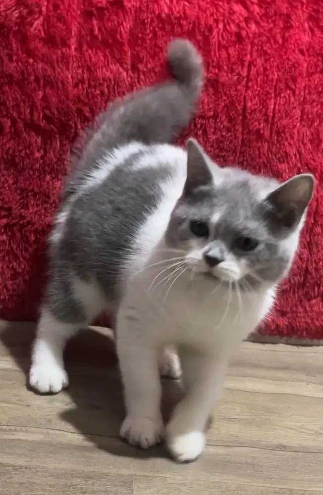 Kucing brittish shorthair