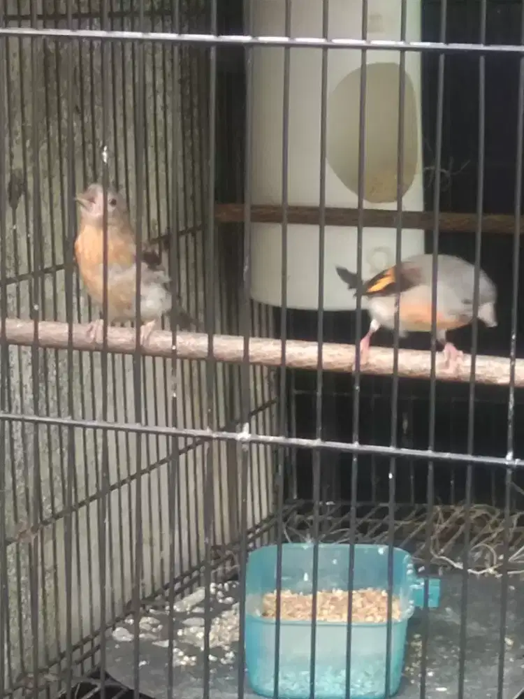 Redsiskin klasik sepasang