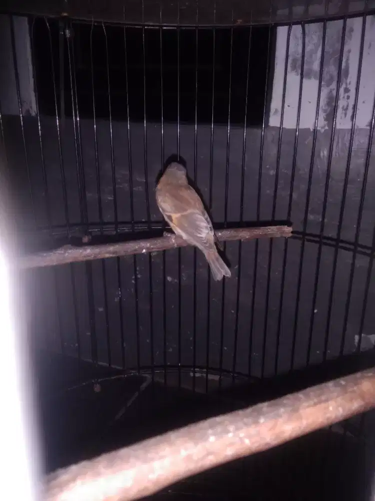 Burung redsiskin dilute jantan