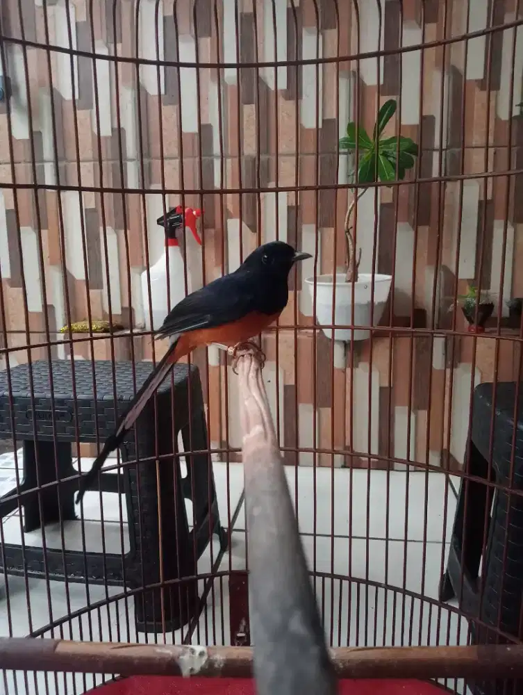 Burung muray gacoran