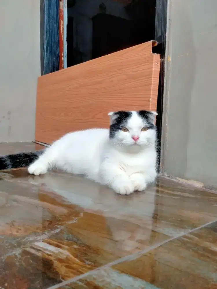 Munchkin jantan show quality