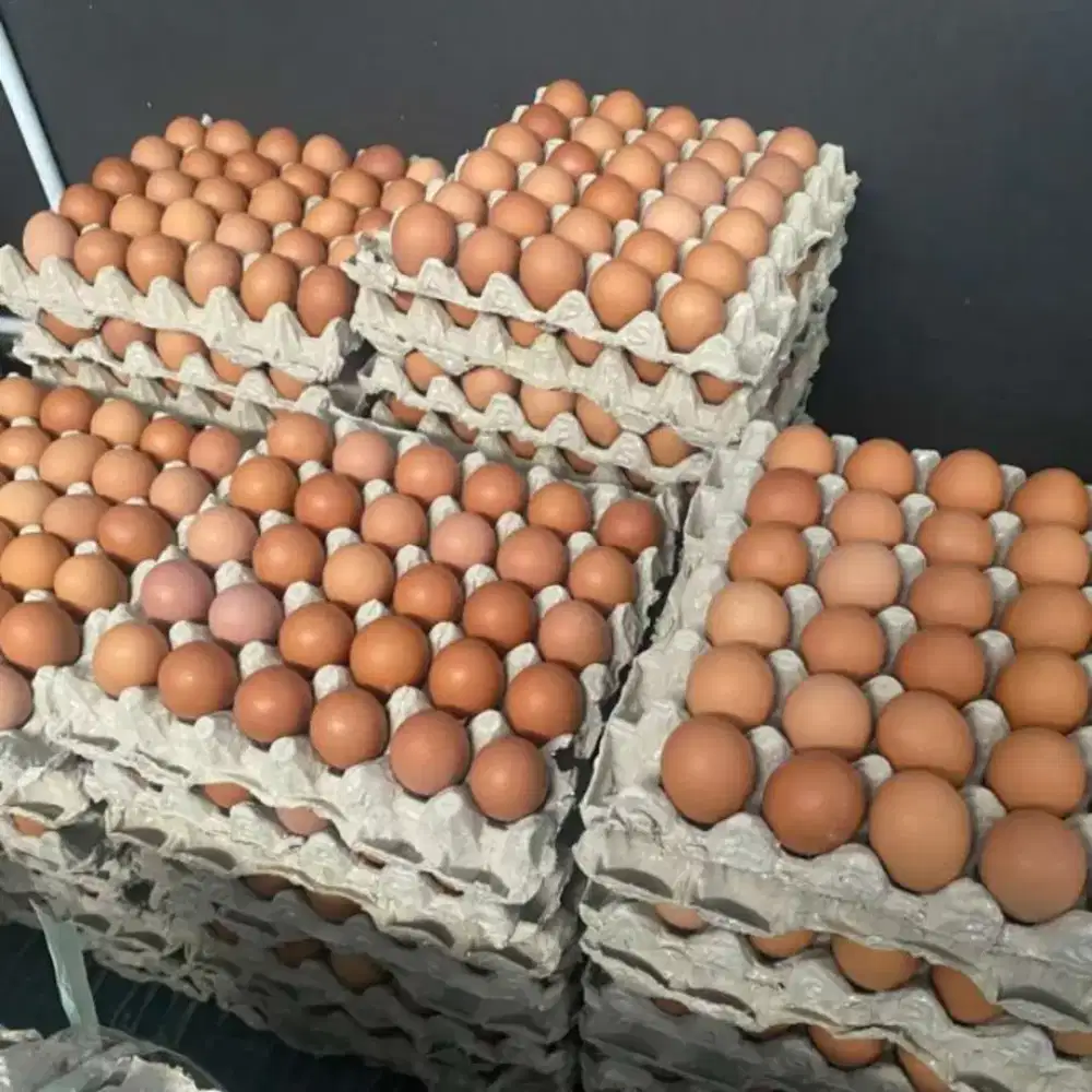 jual telur ayam 15kg