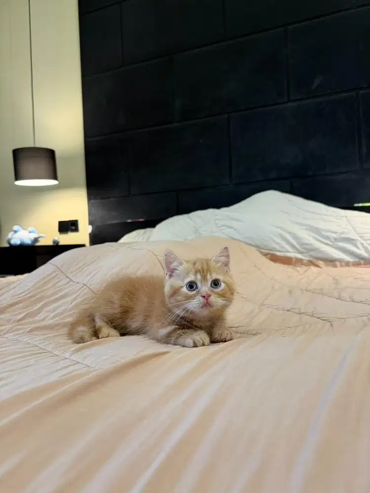 Kucing Munchkin British Shorthair Red Golden Marble MALE BSH SF