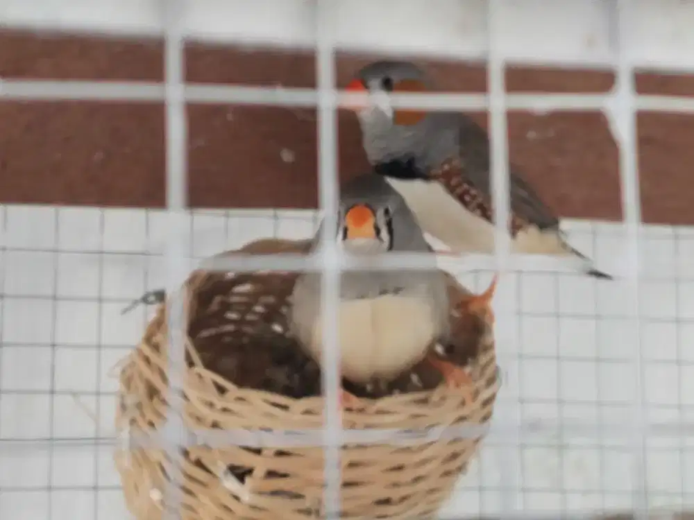 Burung Zebra finch Ausi big body