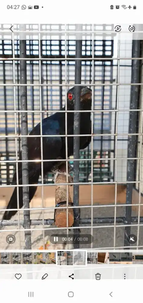 Burung Istimewa Gacor