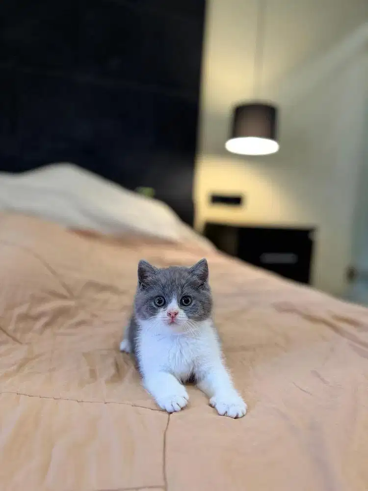 Kucing British Shorthair Bicolor FEMALE BSH SF