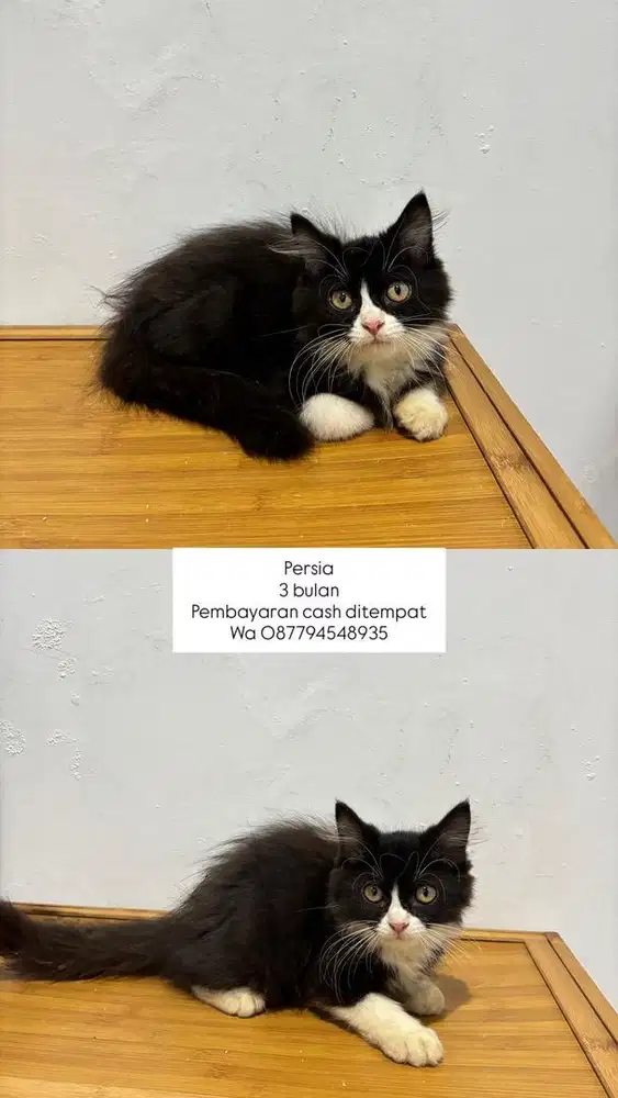 Kucing persia bogor