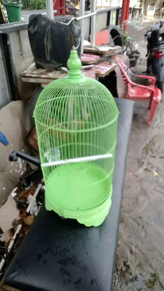 Kandang burung love bird