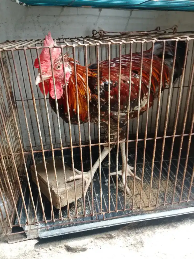 Di jual ayam pelung TT bt burung