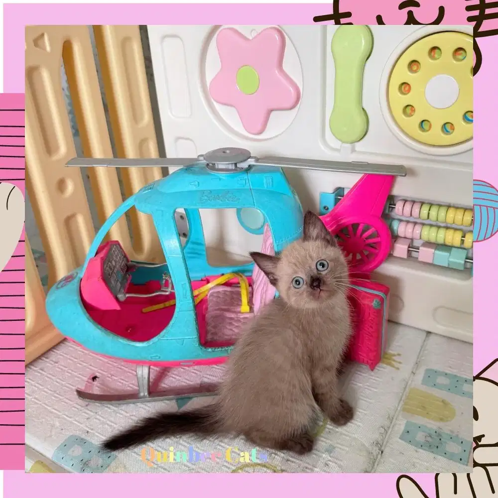 Kucing Himalaya Jantan chocolate Cinnamon shorthair