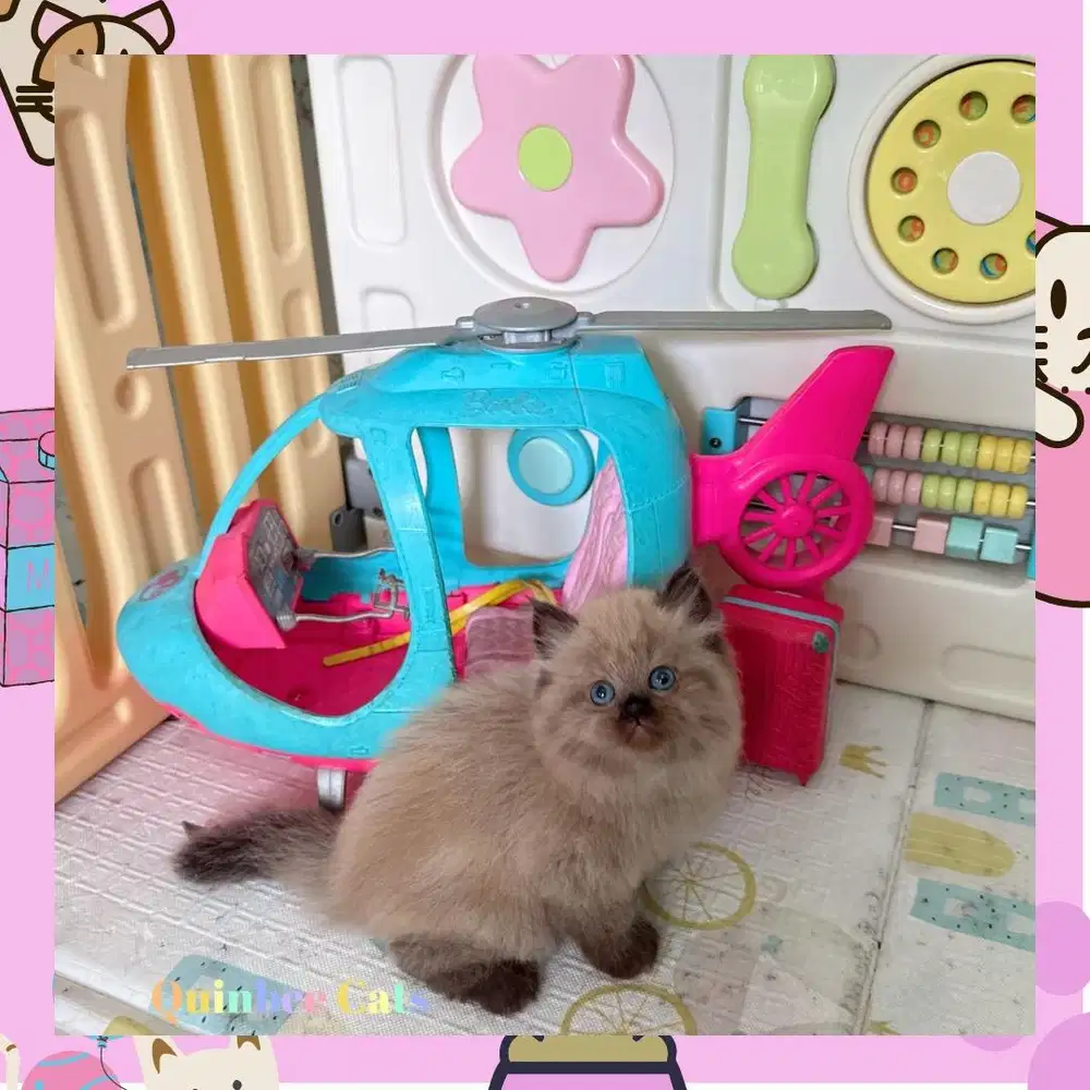 Kucing Himalaya Jantan chocolate Cinnamon super