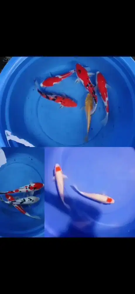 Ikan hias koi Tancho kohaku sanke grade A F1 import doitsu dan sisik