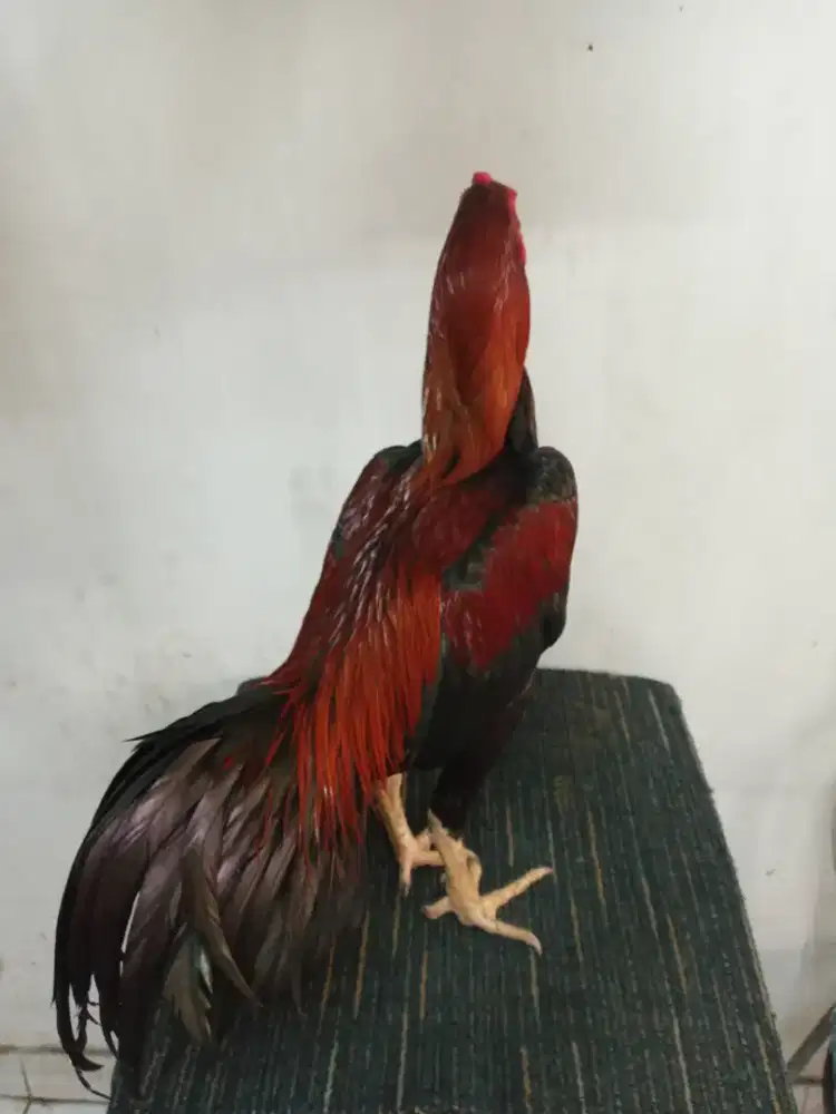 ayam bangkok istimewa