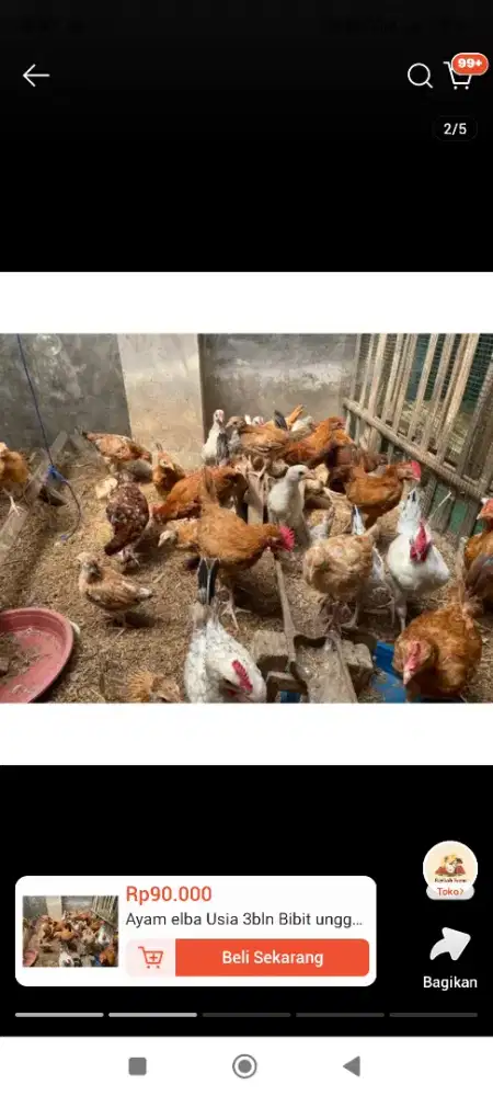 Ayam Elba Usia 3 Bulan