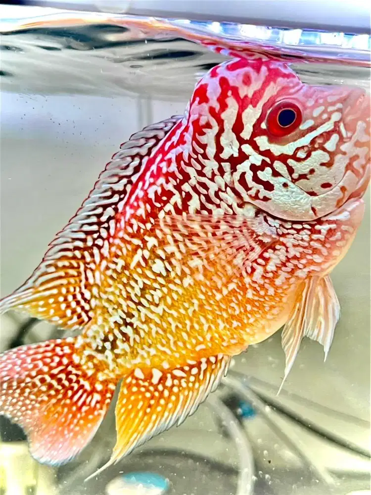 Ikan Louhan kamfa Thailand Super Red king Jual Rugi