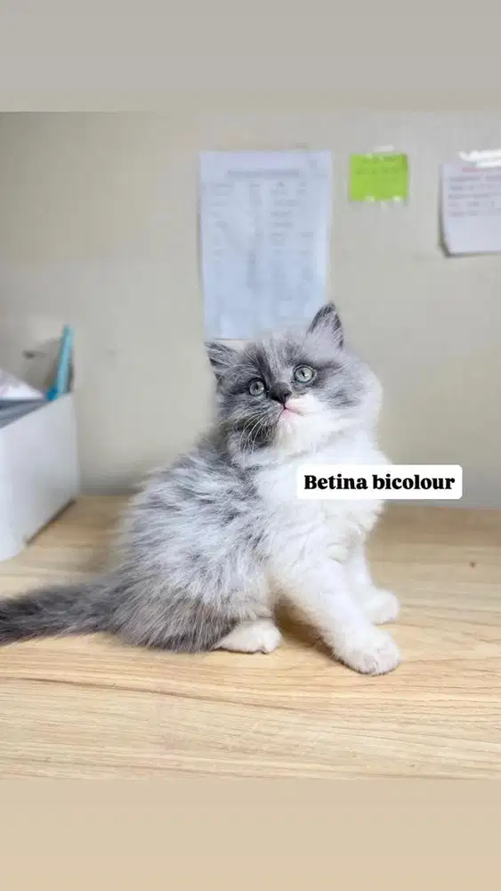 Kitten betina bicolour