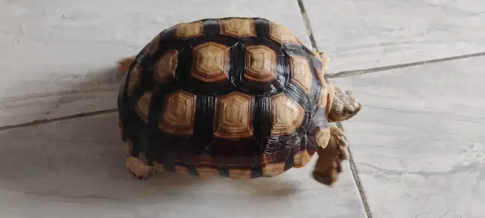 Kura kura sulcata