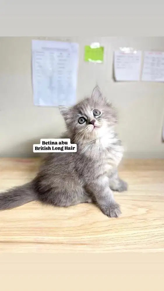 Kitten British long hair