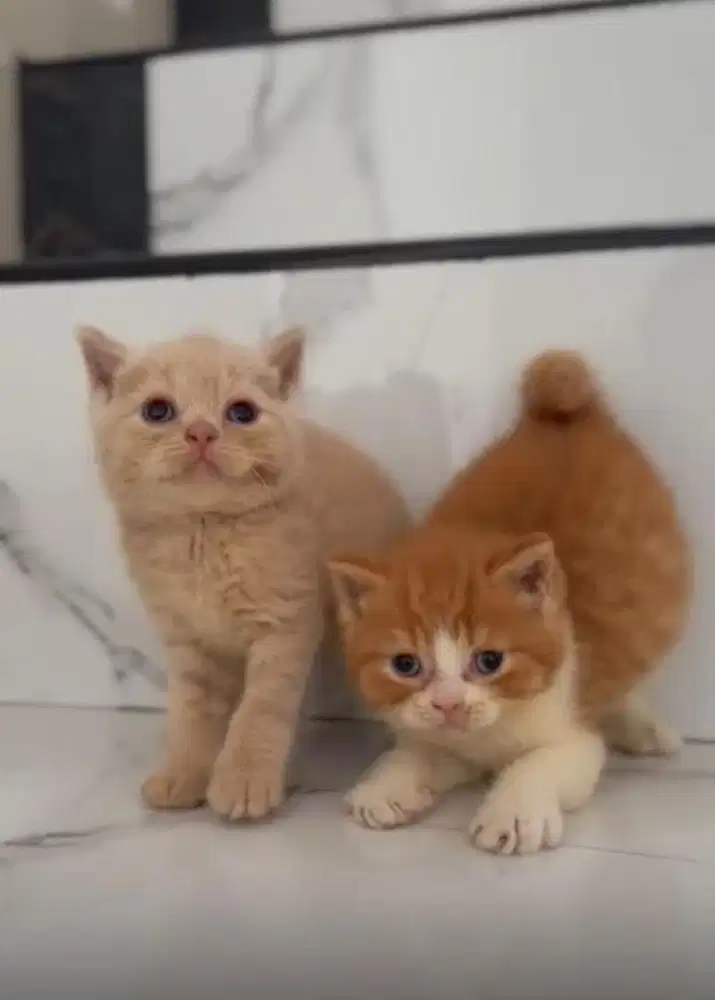 Kucing BSH Cinnamon