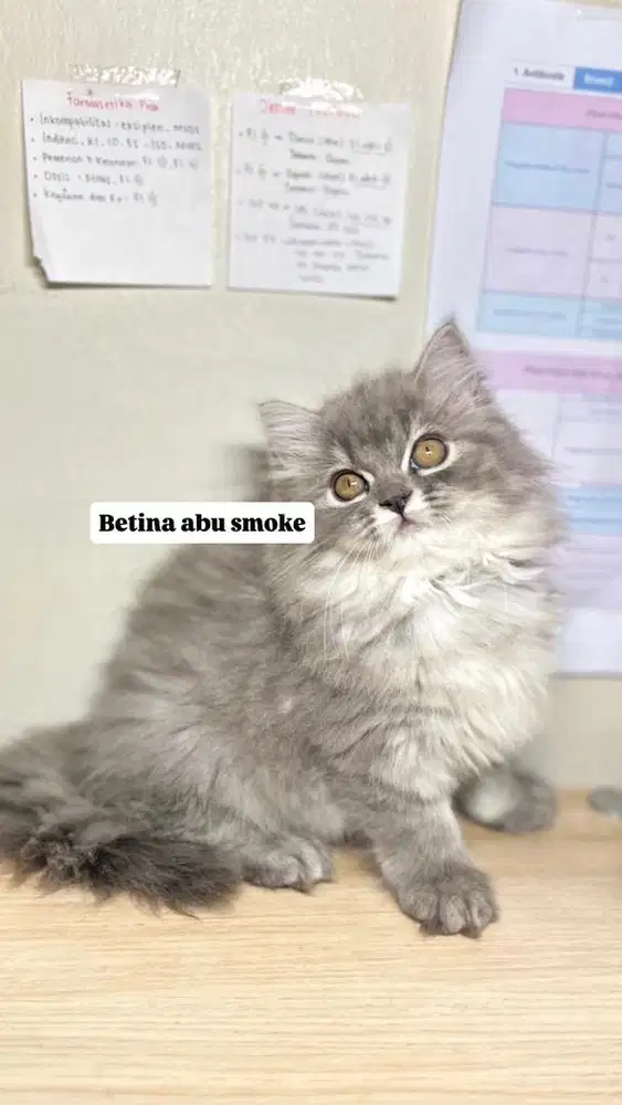 Kitten abu smoke betina