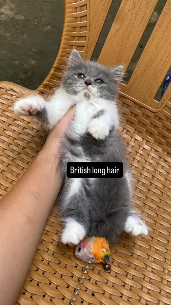 British long hair betina