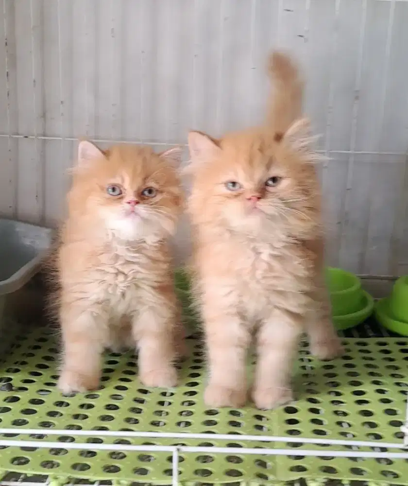 kitten persia jantan/kucing persia jantan/ kucing anggora jantan
