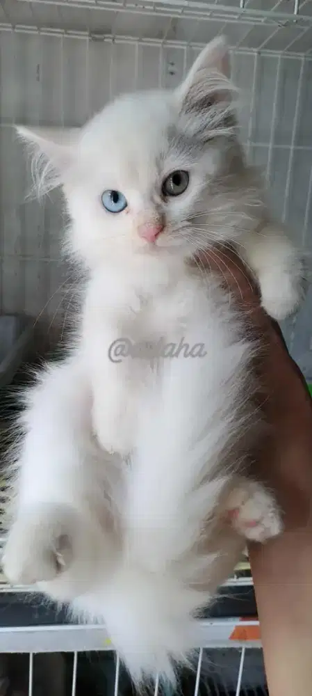 Anak kucing anggora/kitten himalaya betina/kucing mata beda l betina